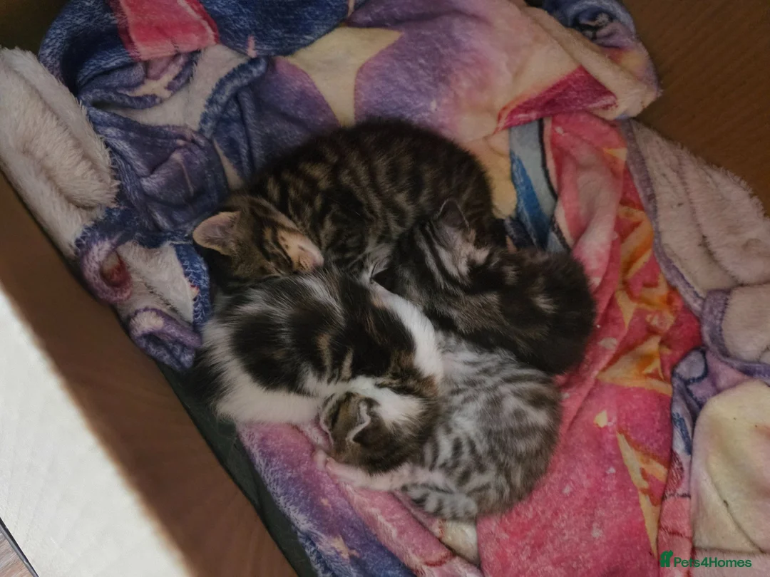Persian cats for sale: Persian x British shorthair  - Advert 1