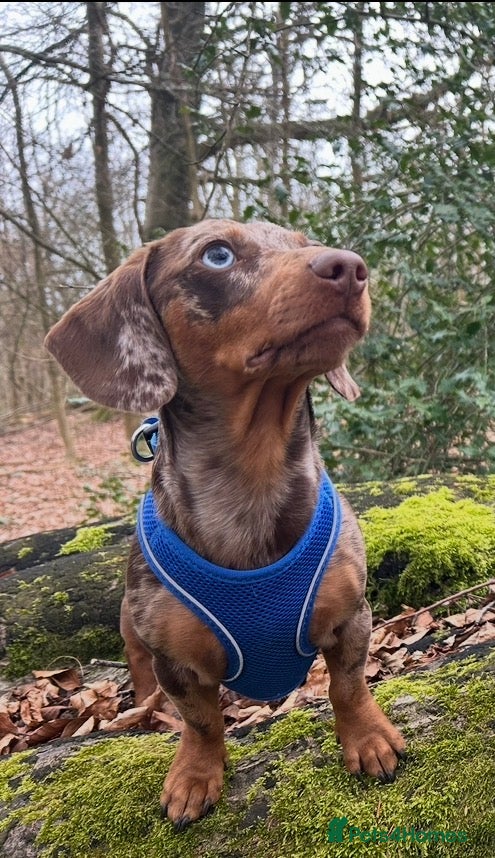 Miniature Dachshund dogs Beautiful Miniature Dachshund for stud  - Advert 3