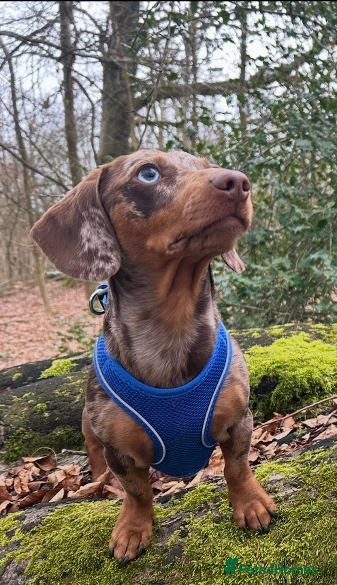 Miniature Dachshund dogs for stud: Beautiful Miniature Dachshund for stud  - Advert 1