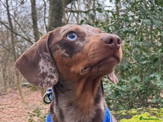 Miniature Dachshund dogs Beautiful Miniature Dachshund for stud - Advert 3