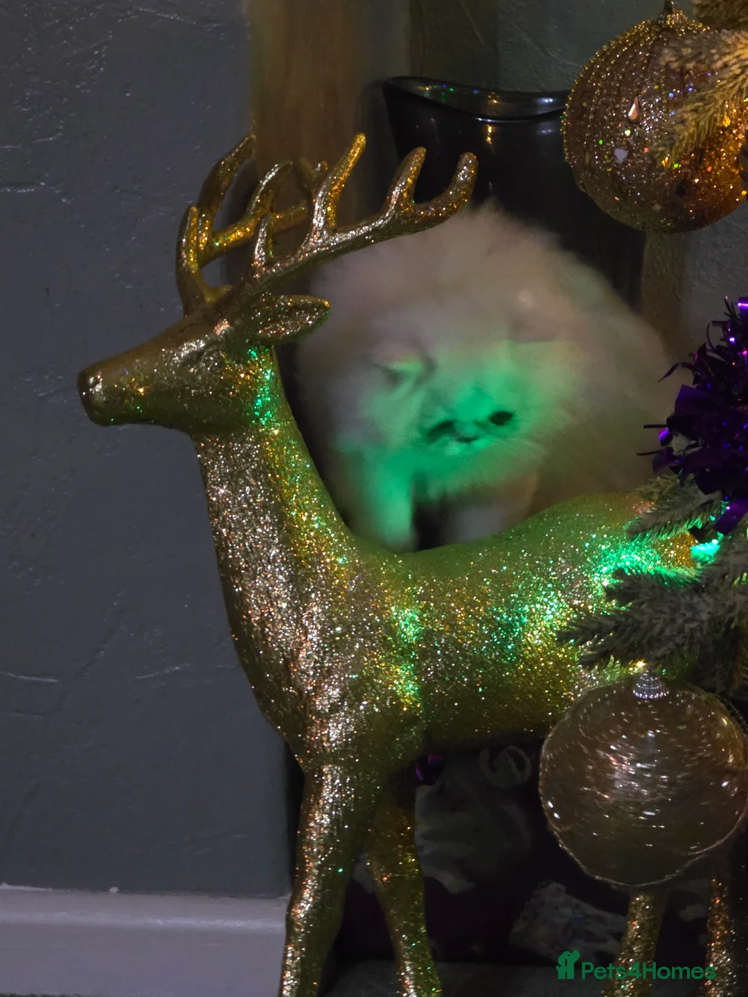 Persian cats for sale: Chinchilla Persian  - Advert 6