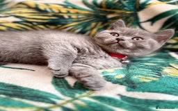 British Shorthair cats for sale: Healthy British shorthair kittens - Image 8