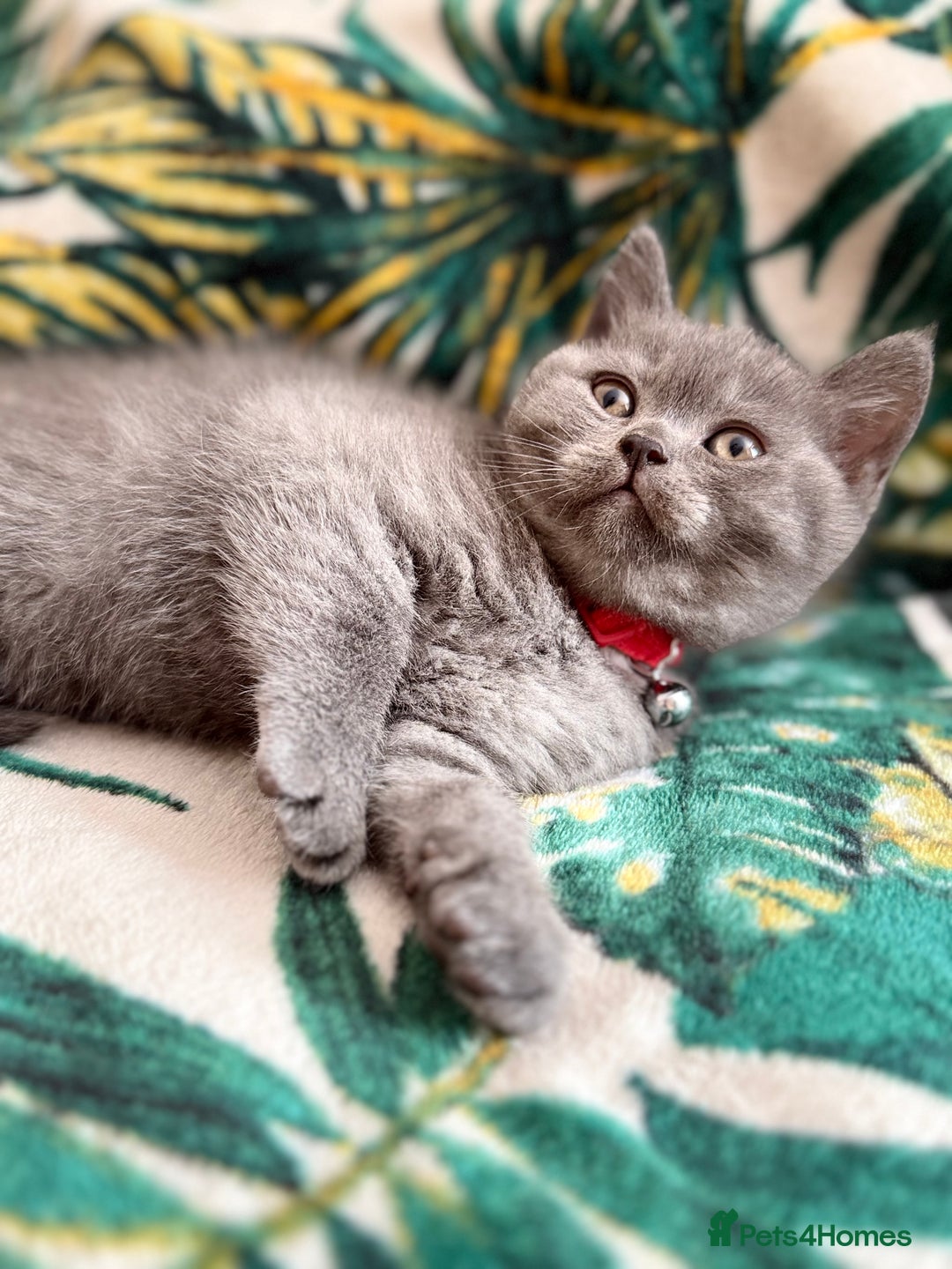 British Shorthair cats for sale: Healthy British shorthair kittens - Image 8