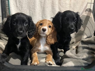 Cocker Spaniel dogs Working Cockerspaniel Pups - Advert 2