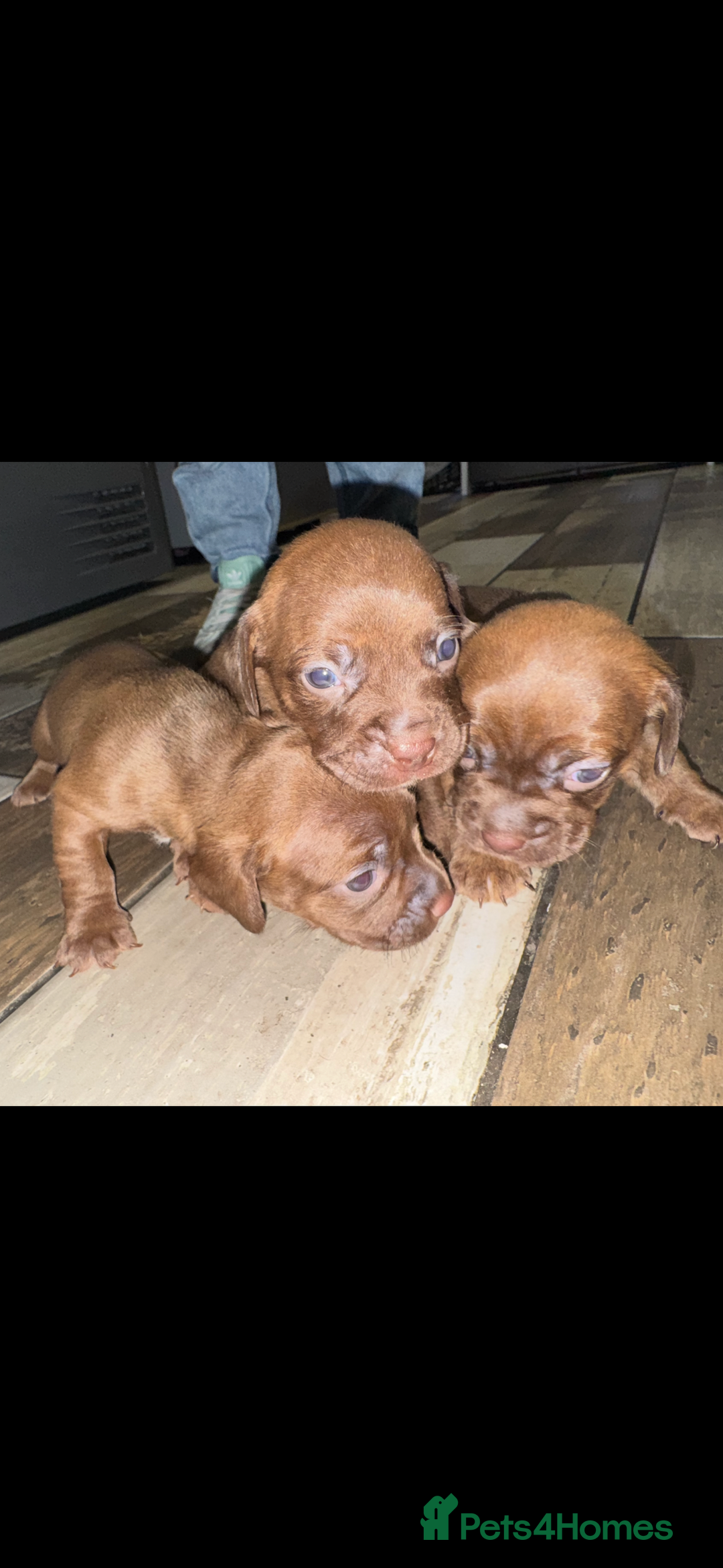 Mixed Breed dogs for sale: Beautiful Dachshund cross Boston Terrier - Image 8