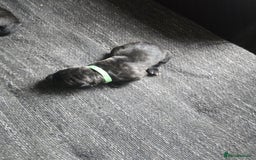 Cane Corso dogs for sale: Cane Corso puppies - Image 5