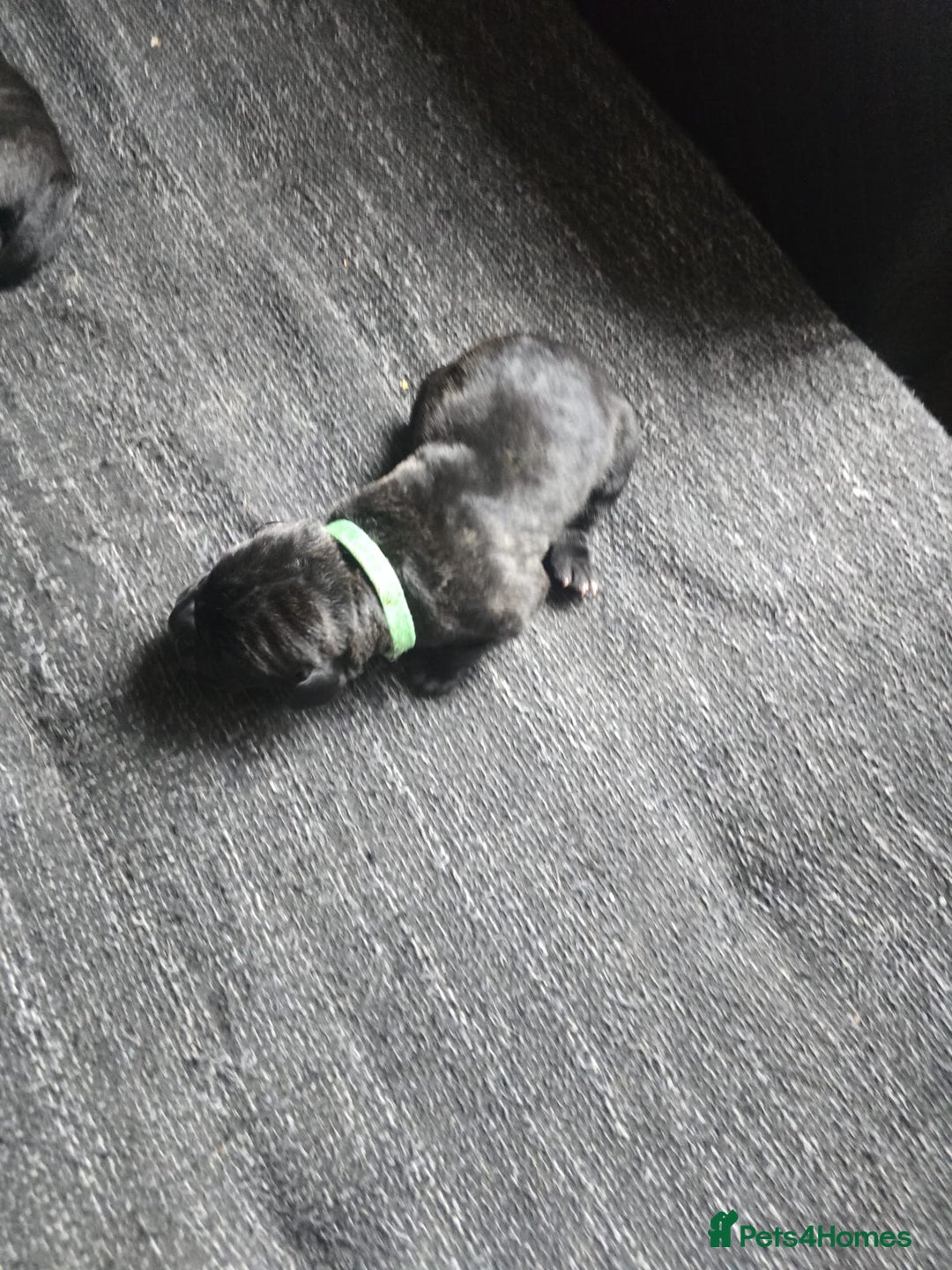 Cane Corso dogs for sale: Cane Corso puppies - Image 5