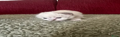 Birman Kitten 1