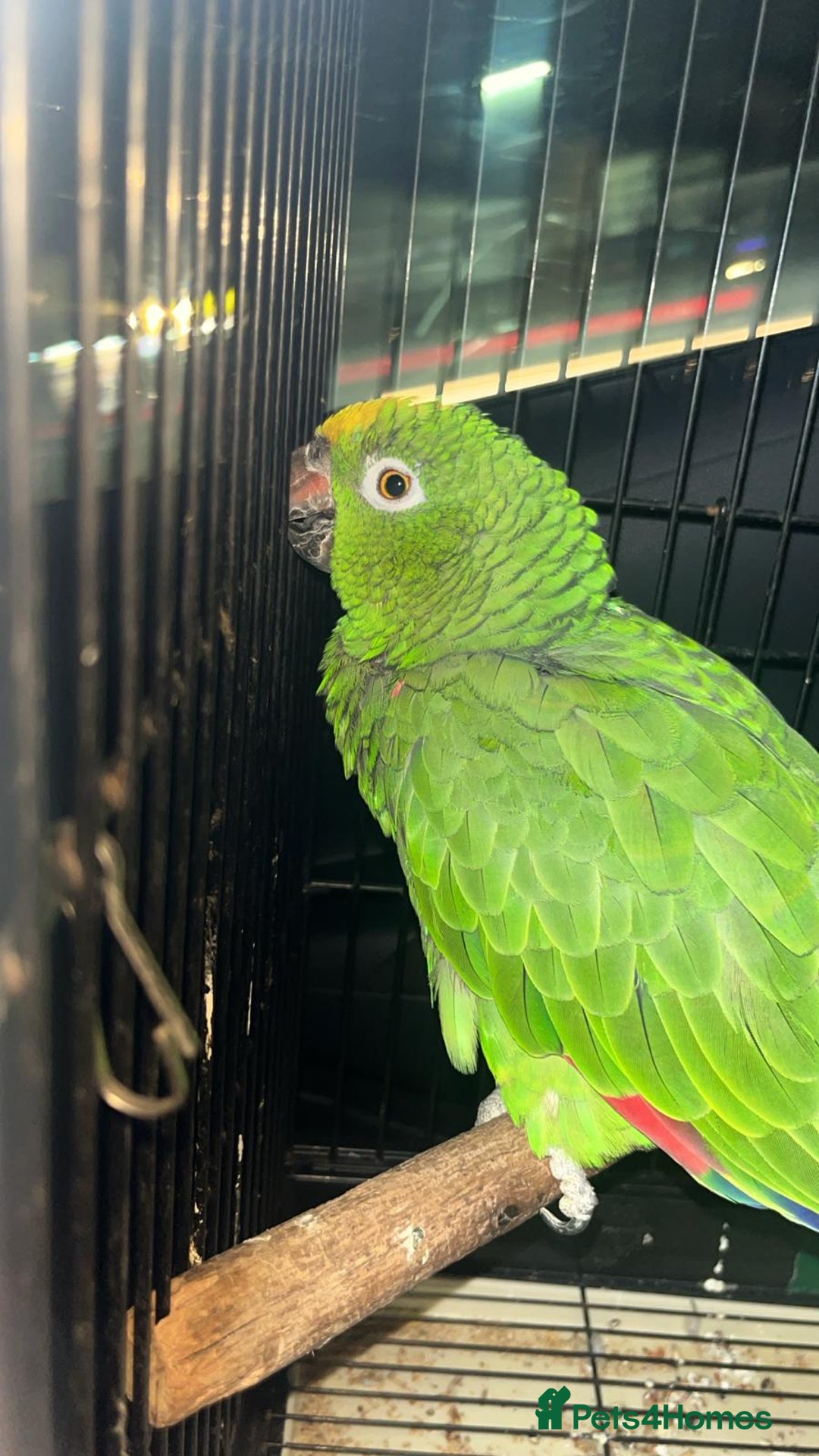 Macaws birds for sale: Accrington  - Advert 2