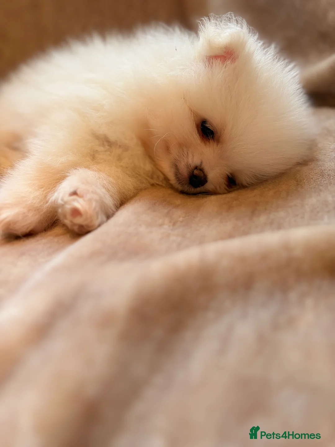 Pomeranian dogs for sale: Beautiful Pomeranian babies - Advert 27