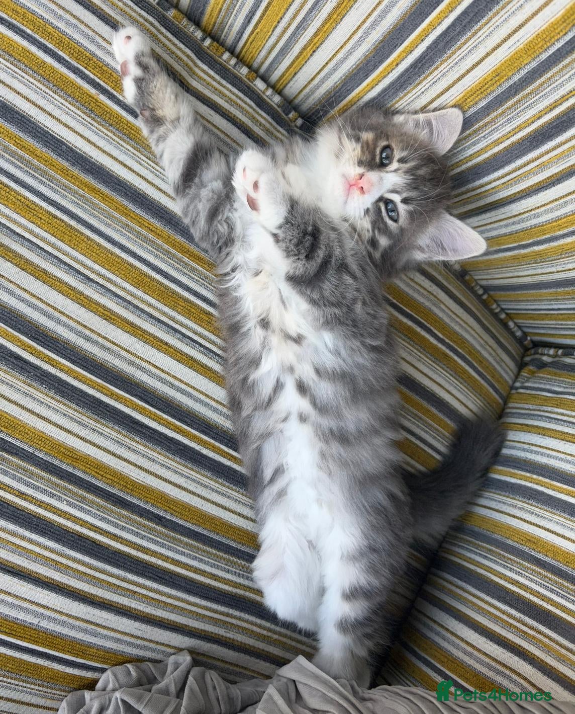 Mixed Breed cats Fluffy Maine coon ragdoll mix kittens ❤️ - Advert 1
