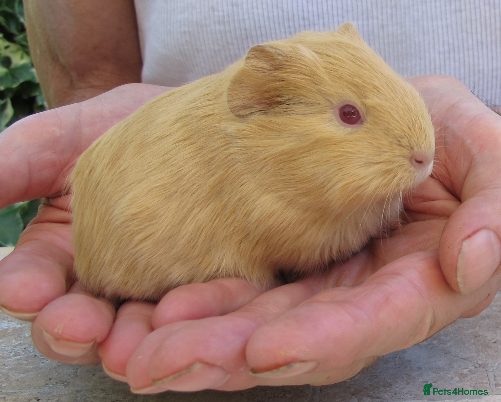 Guinea Pig rodents Male  guinea pigs various types & colours  - Advert 22