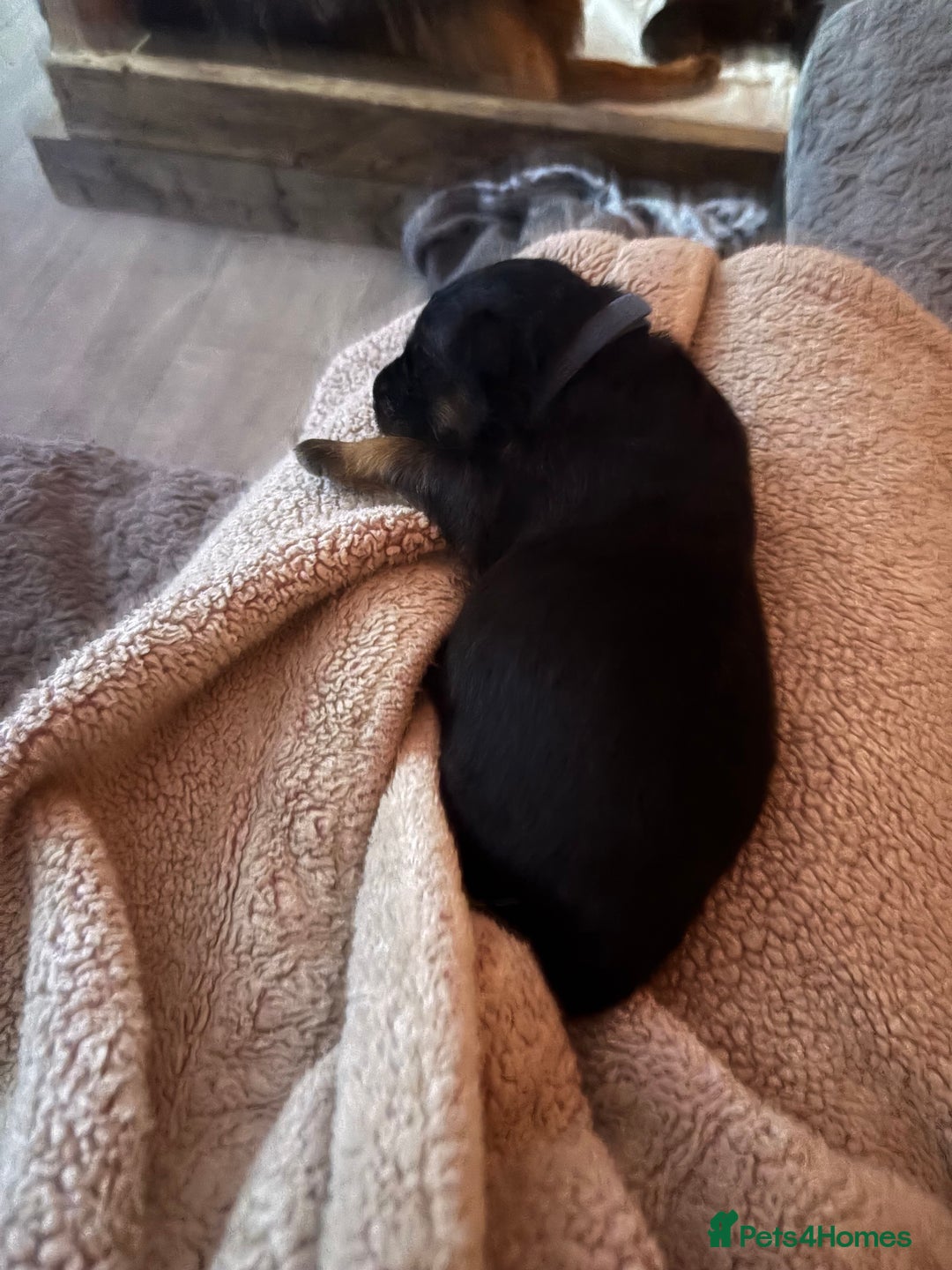 German Shepherd dogs for sale: KC registered long haired German Shepherd puppies - Advert 13