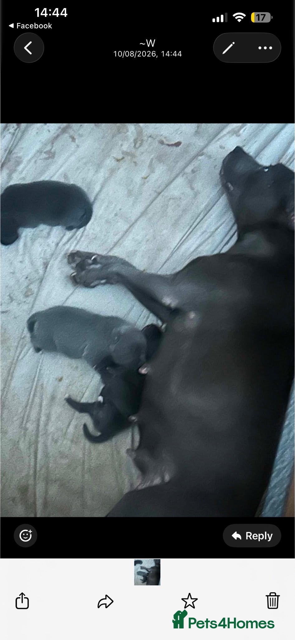 Staffordshire Bull Terrier dogs Staffy pups - Advert 1