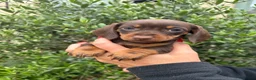 Miniature Dachshund dogs for sale: Stunning KC Miniature Dachshund Litter of 7 in Burnley - Advert 14