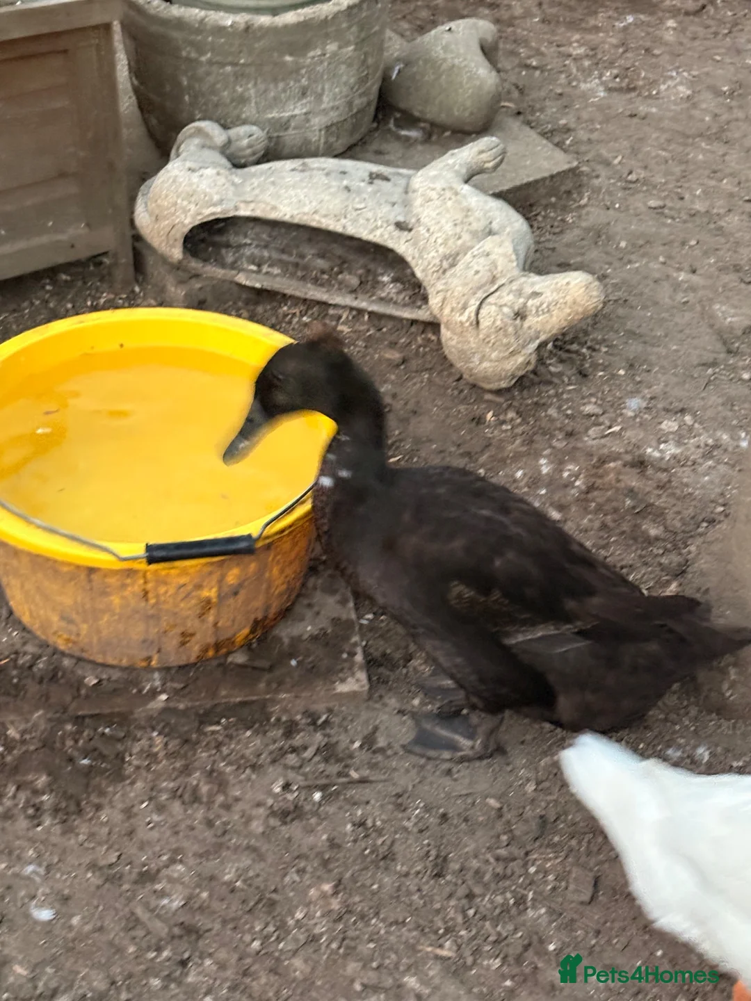 Ducks poultry for sale: Female runner ducks in Taunton - Advert 2