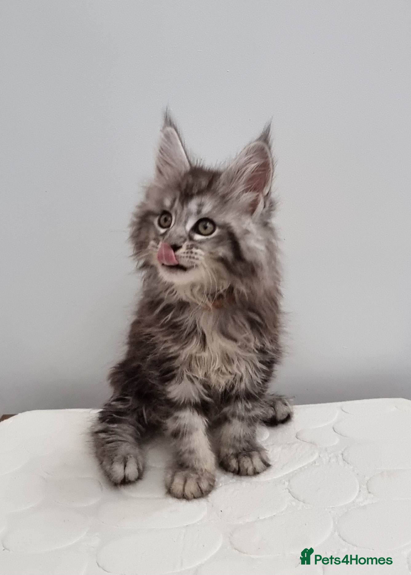 Maine Coon cats GCCF Pedigree Maine Coon Kittens for sale  - Advert 1