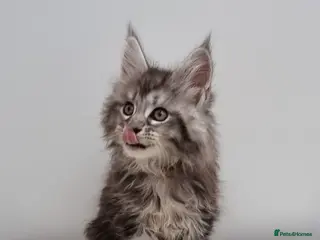 Maine Coon cats for sale: GCCF Pedigree Maine Coon Kittens for sale - Advert 1