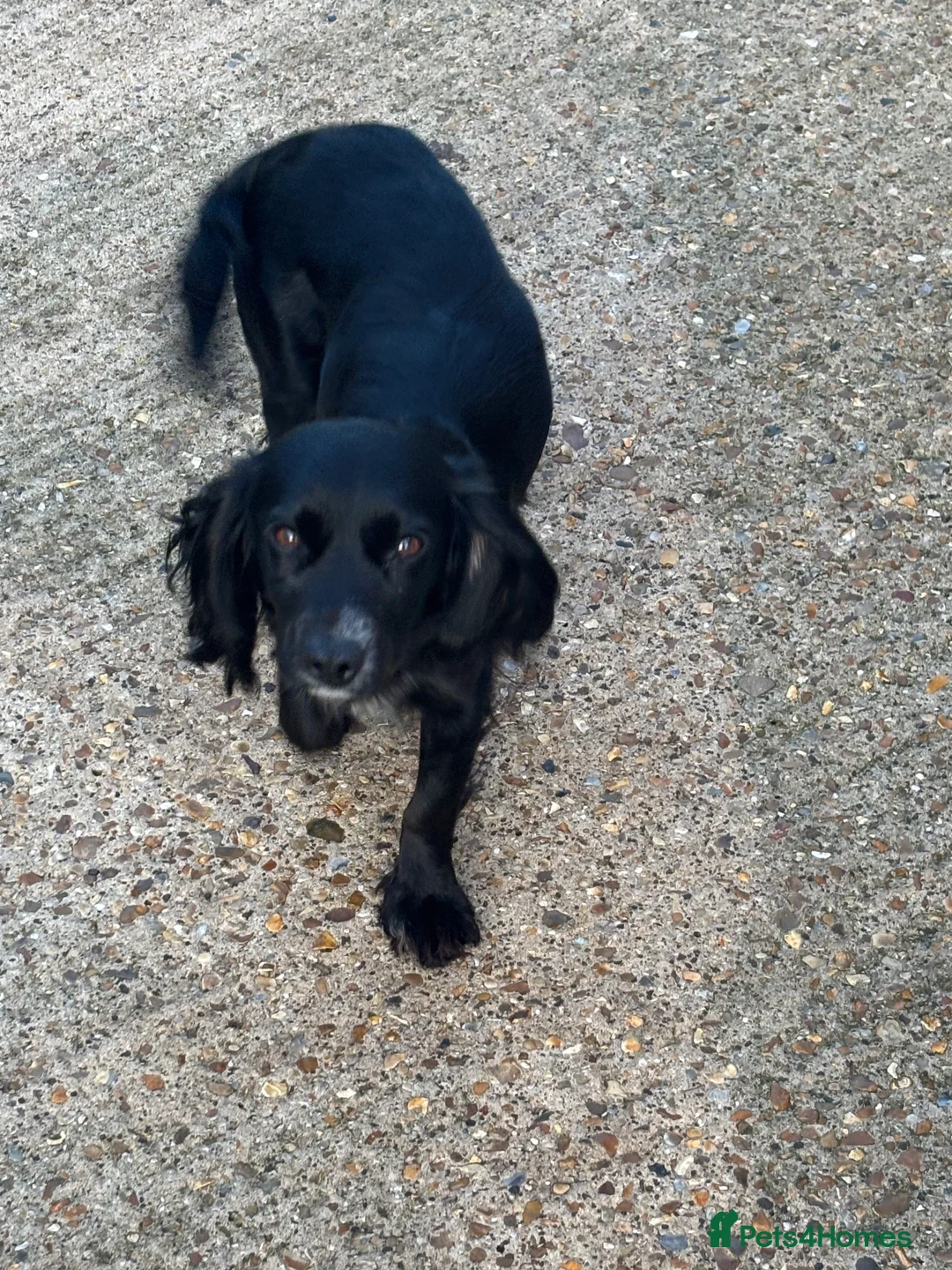 Cockapoo dogs for sale: Cockapoo puppies - Advert 5