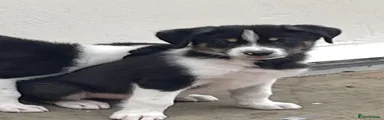 Australian Shepherd 3