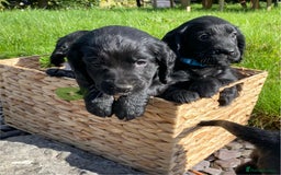 Cocker Spaniel dogs for sale: Cocker Spaniel Puppies - Image 3