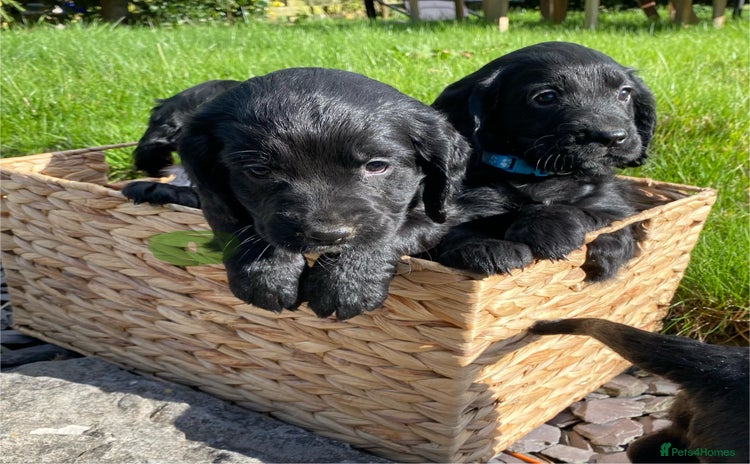 Cocker Spaniel dogs - Advert 9