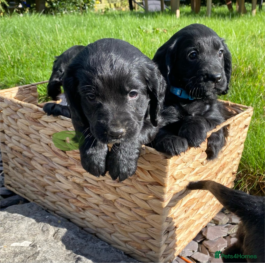 Cocker Spaniel dogs for sale: Cocker Spaniel Puppies - Image 3
