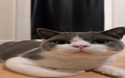 British Shorthair cats for sale: Re homing my two cats  - Image 1