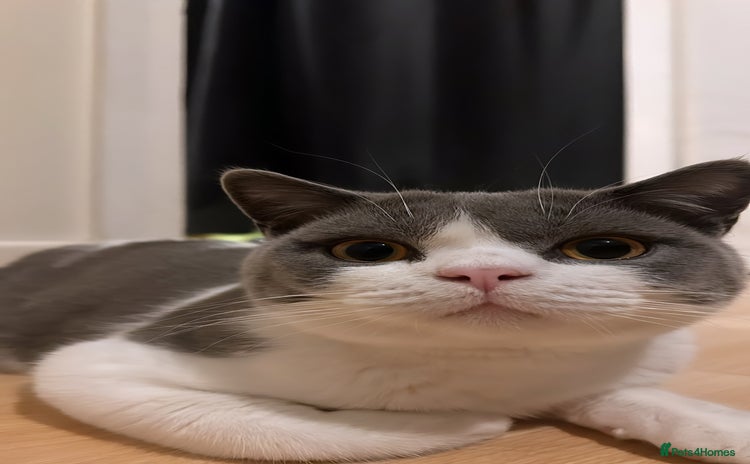 British Shorthair cats for sale - Advert 1