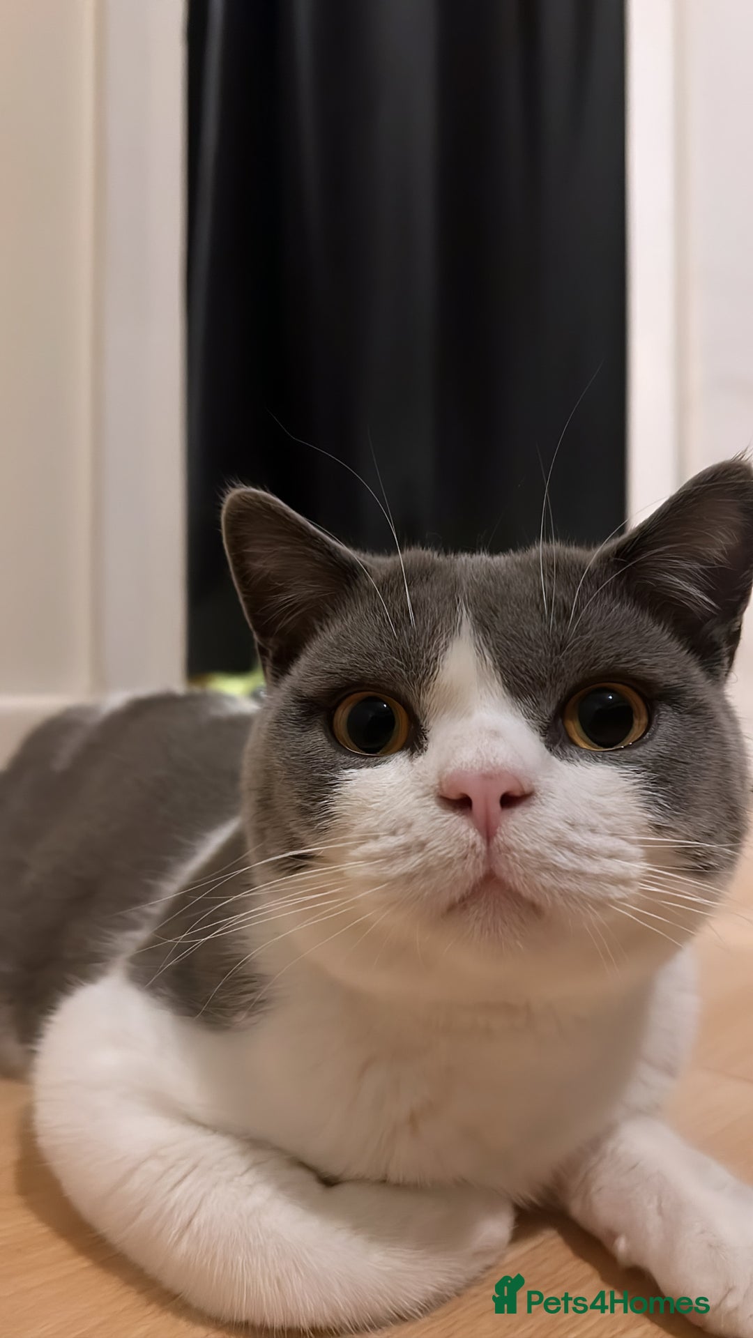 British Shorthair cats for sale: Re homing my two cats  - Image 1
