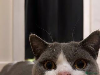 British Shorthair cats - Advert 18