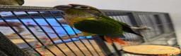 Conures birds for sale: Hand reared 325 ono - Advert 9