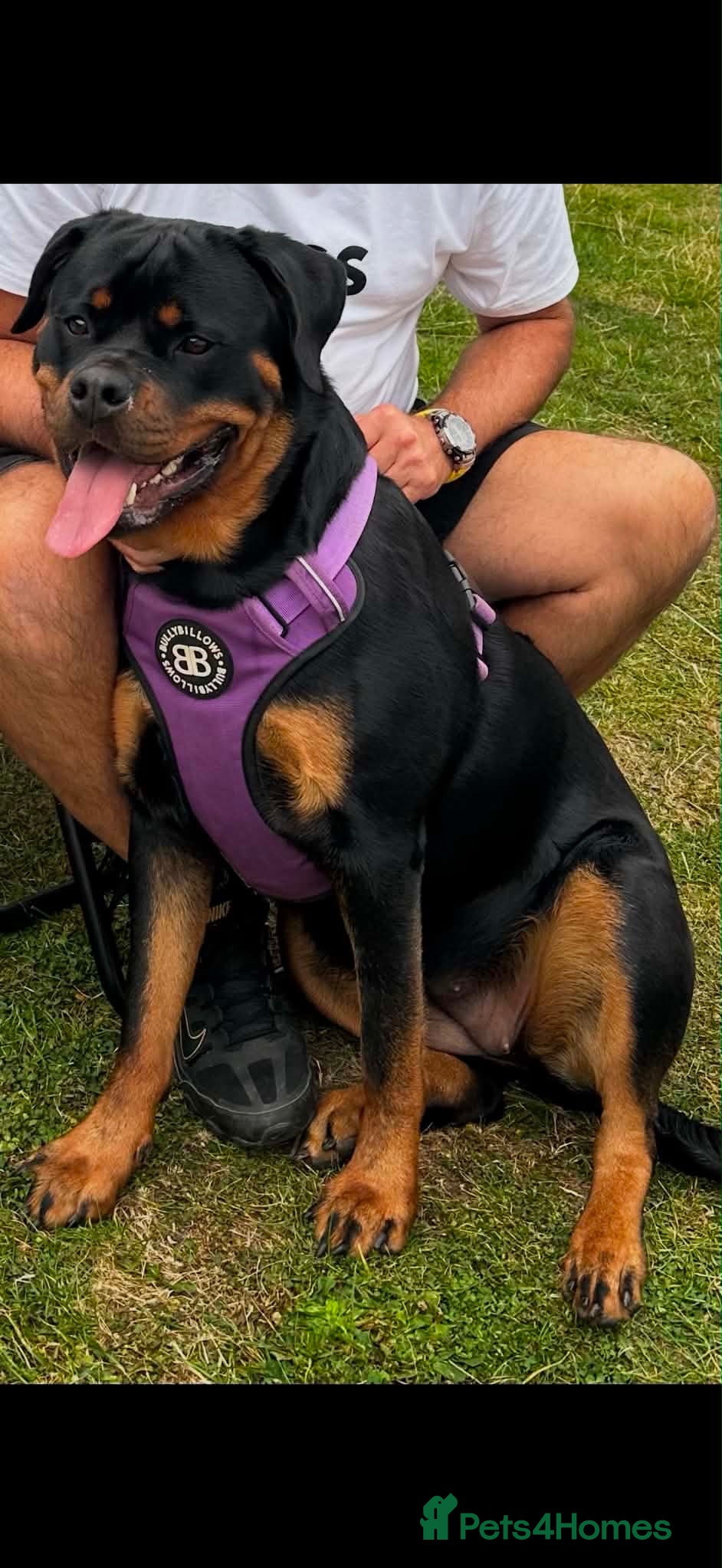 Rottweiler dogs KC Serbian Rottweilers champion winning bloodlines - Advert 1