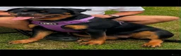 Rottweiler dogs for sale: KC Serbian Rottweilers champion winning bloodlines - Advert 1