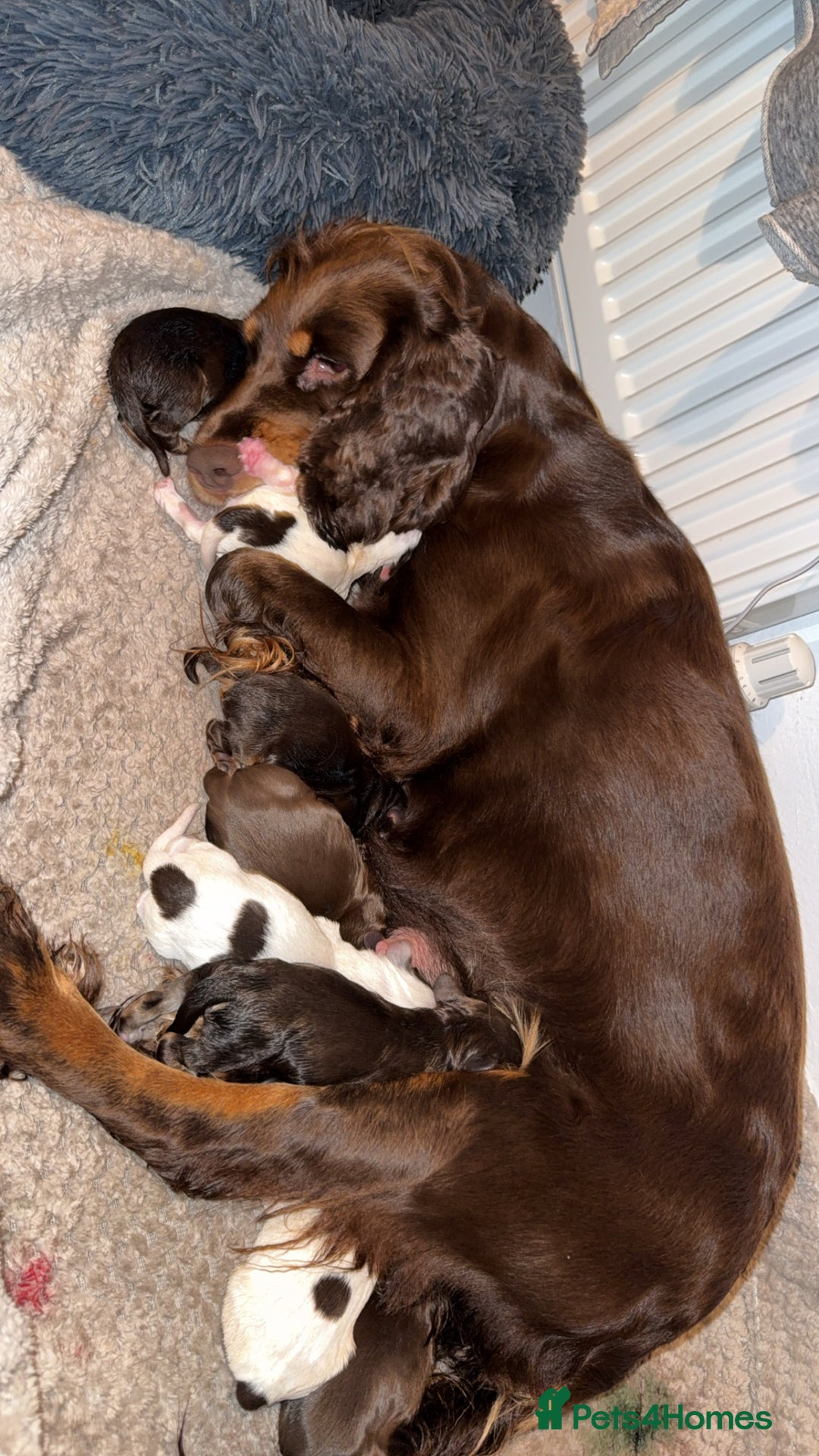 Sprocker dogs for sale: Sprocker puppies - Image 28