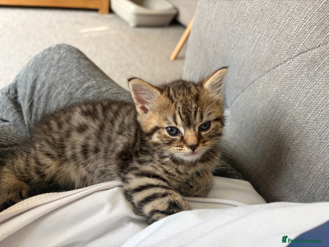 British Shorthair cats for sale: One little BSH X boy available.  - Image 5