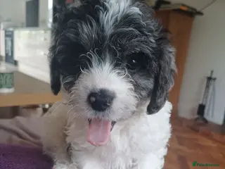 Cavapoo dogs Gorgeous cavapoo multicolours - Advert 2