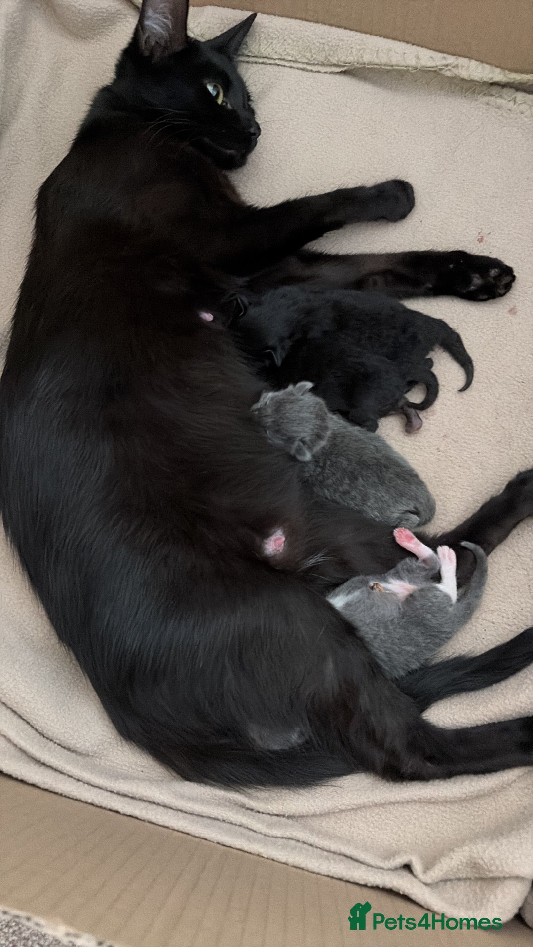Mixed Breed cats 4 Gorgeous Kittens - Advert 1