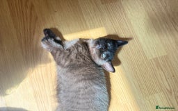 British Longhair cats for sale: Ready To Go This Weekend! 3 Sweet Little Kittens - Image 13