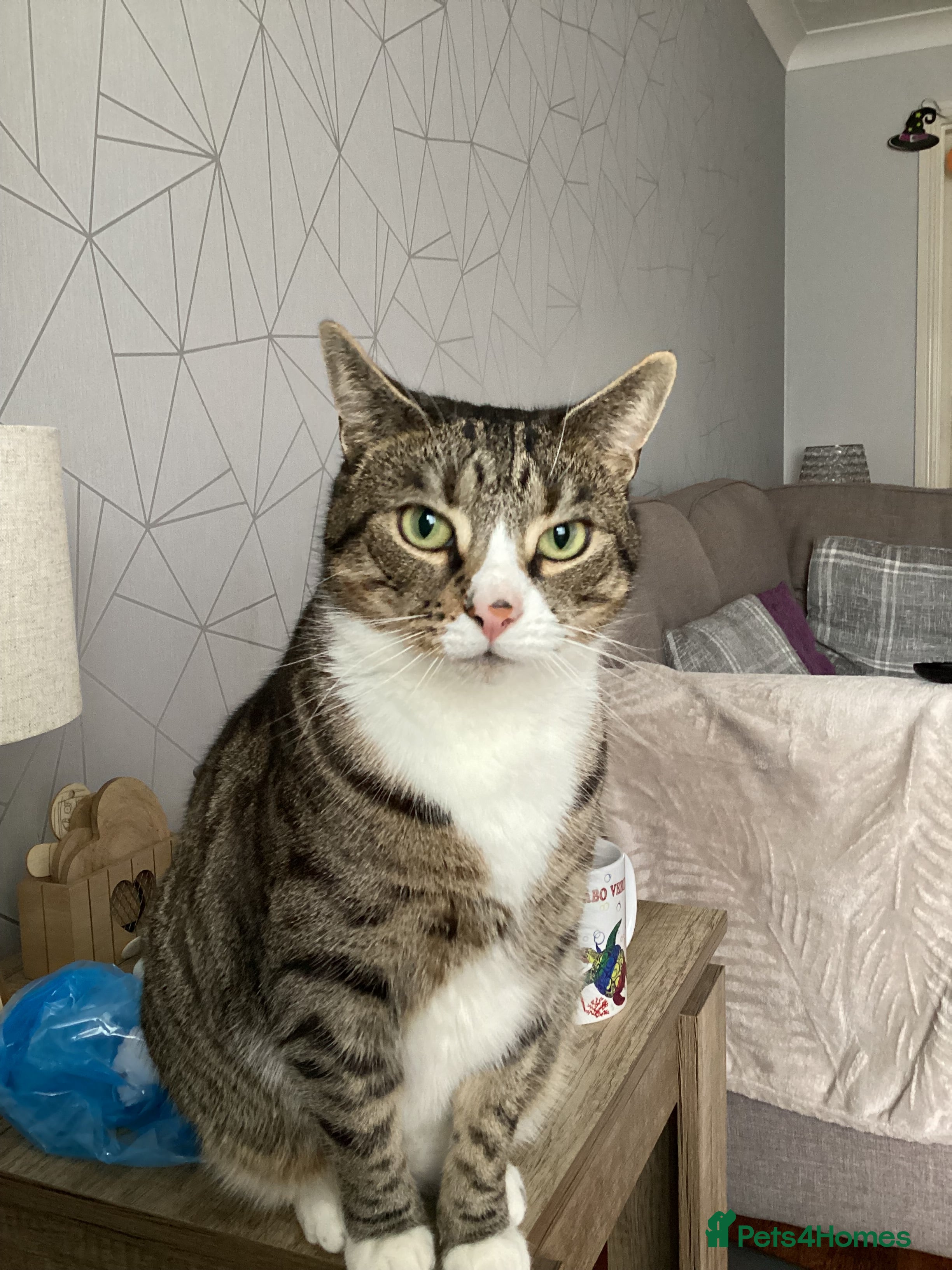 British Shorthair cats Milo  - Advert 10