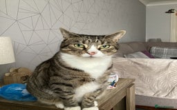 British Shorthair cats for sale: Milo  - Image 1