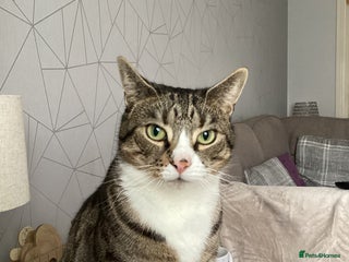 British Shorthair cats - Advert 3