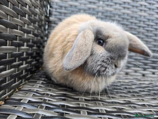 Mini Lop rabbits Beautiful mini lops bunnies - Advert 1