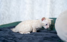 Bengal cats for sale: 3 Snow Bengal Boys-Gorgeous-TICA-Ready in November - Image 28