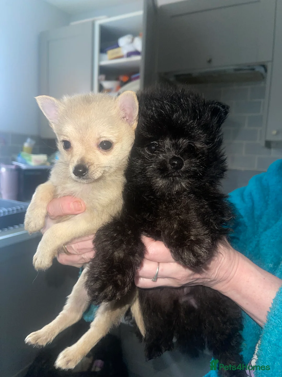 Mixed Breed dogs for sale: Adorable puppies for sale  - Advert 3