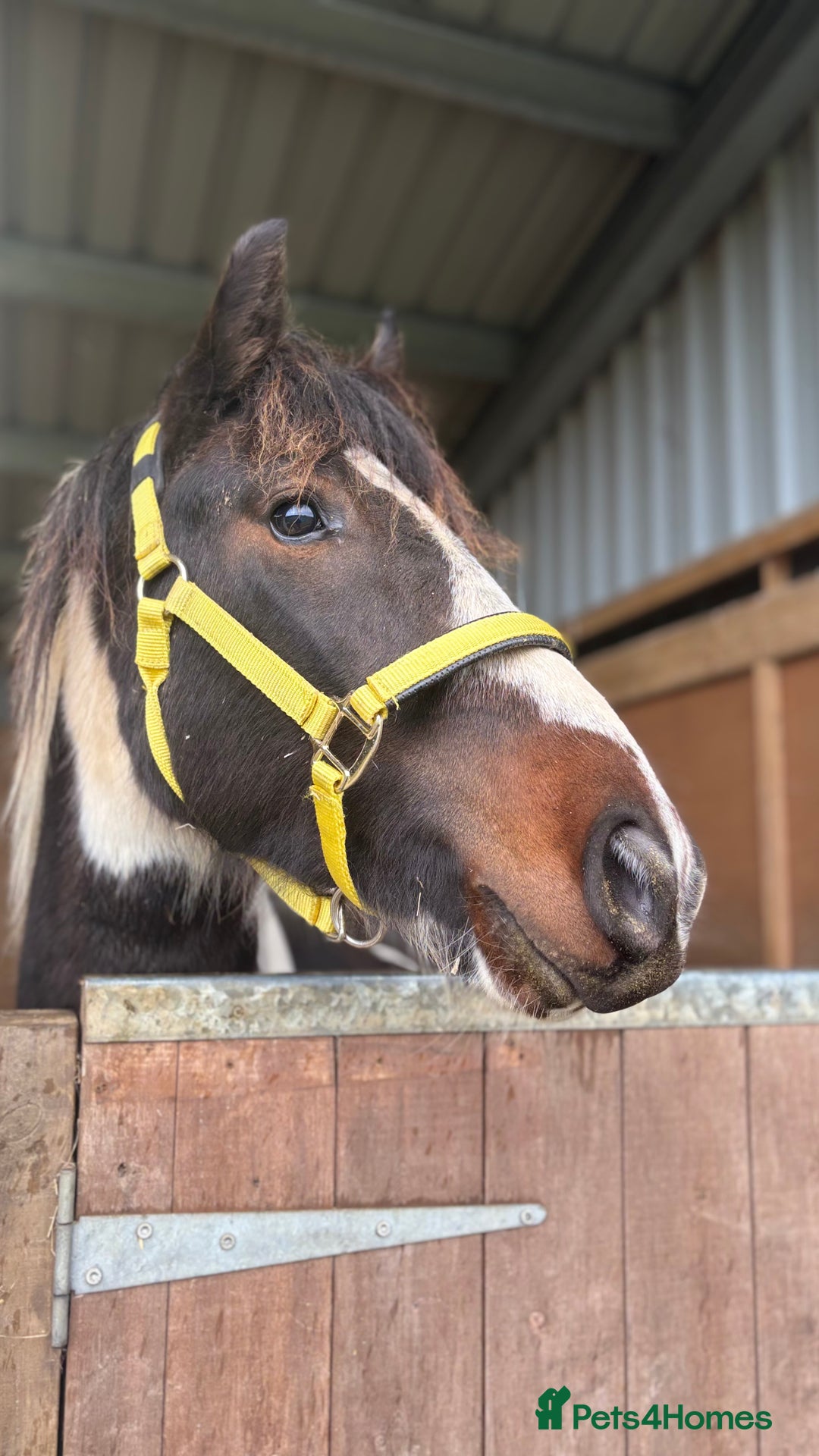 Appaloosa horses for sale: Rodney 14.1/2 2 Year old gelding Appaloosa X Cob - Advert 6
