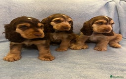 Cocker Spaniel dogs for sale: ADORABLE KC REG SHOW TYPE COCKER SPANIEL PUPPIES - Image 22