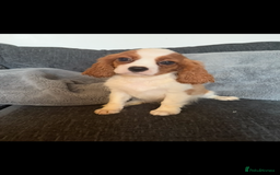 Cavalier King Charles Spaniel dogs for sale: Kennel club reg dna cavalier pups fully vaccine  - Image 1