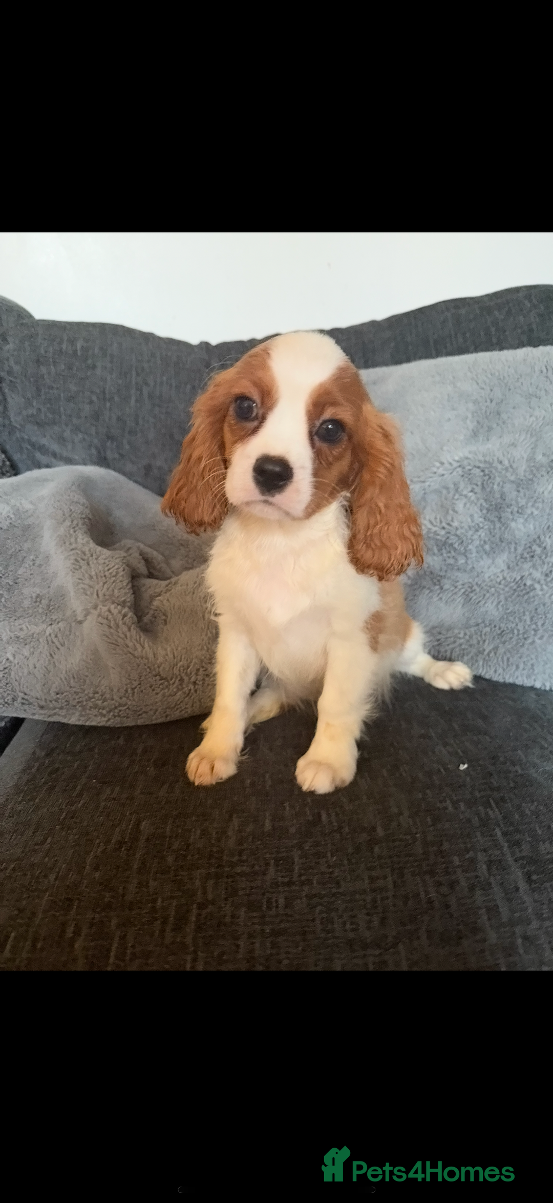Cavalier King Charles Spaniel dogs for sale: Kennel club reg dna cavalier pups fully vaccine  - Image 1