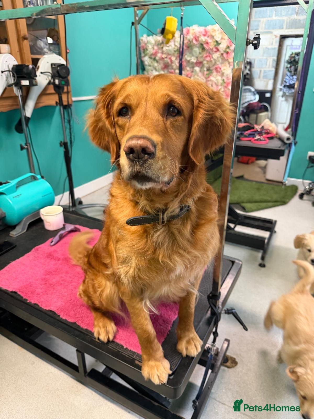 Nala 